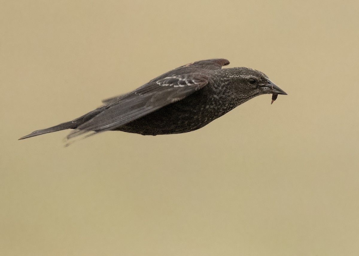 Tricolored Blackbird - ML645270706