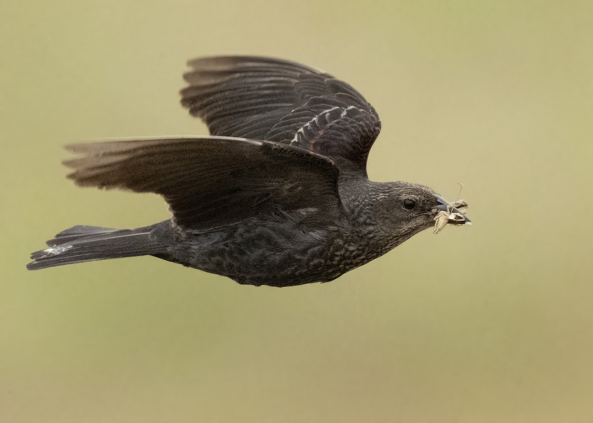 Tricolored Blackbird - ML645270707
