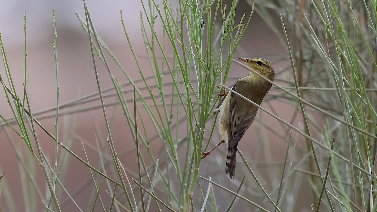 Willow Warbler - ML645270726