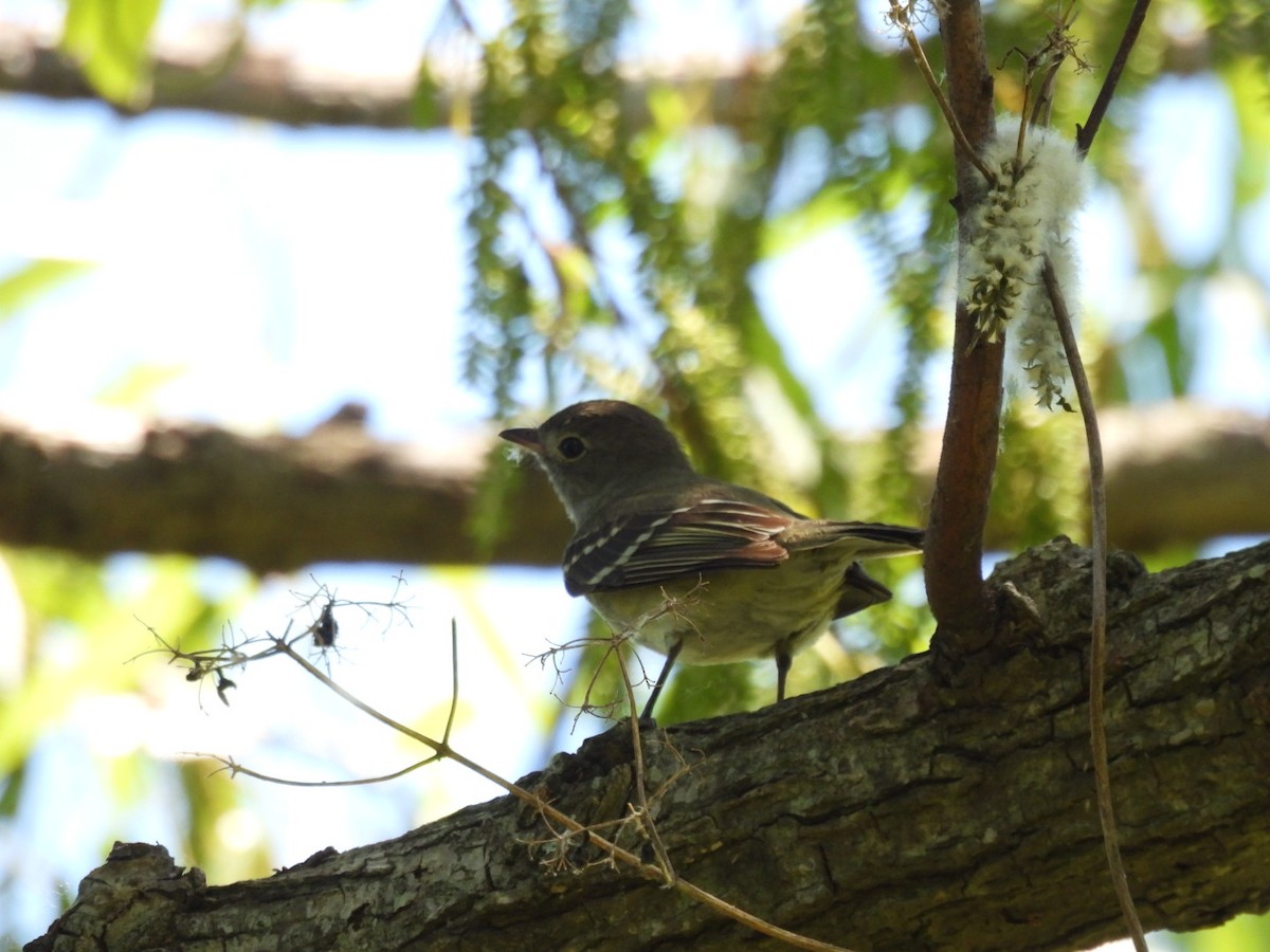 Small-billed Elaenia - ML645270808