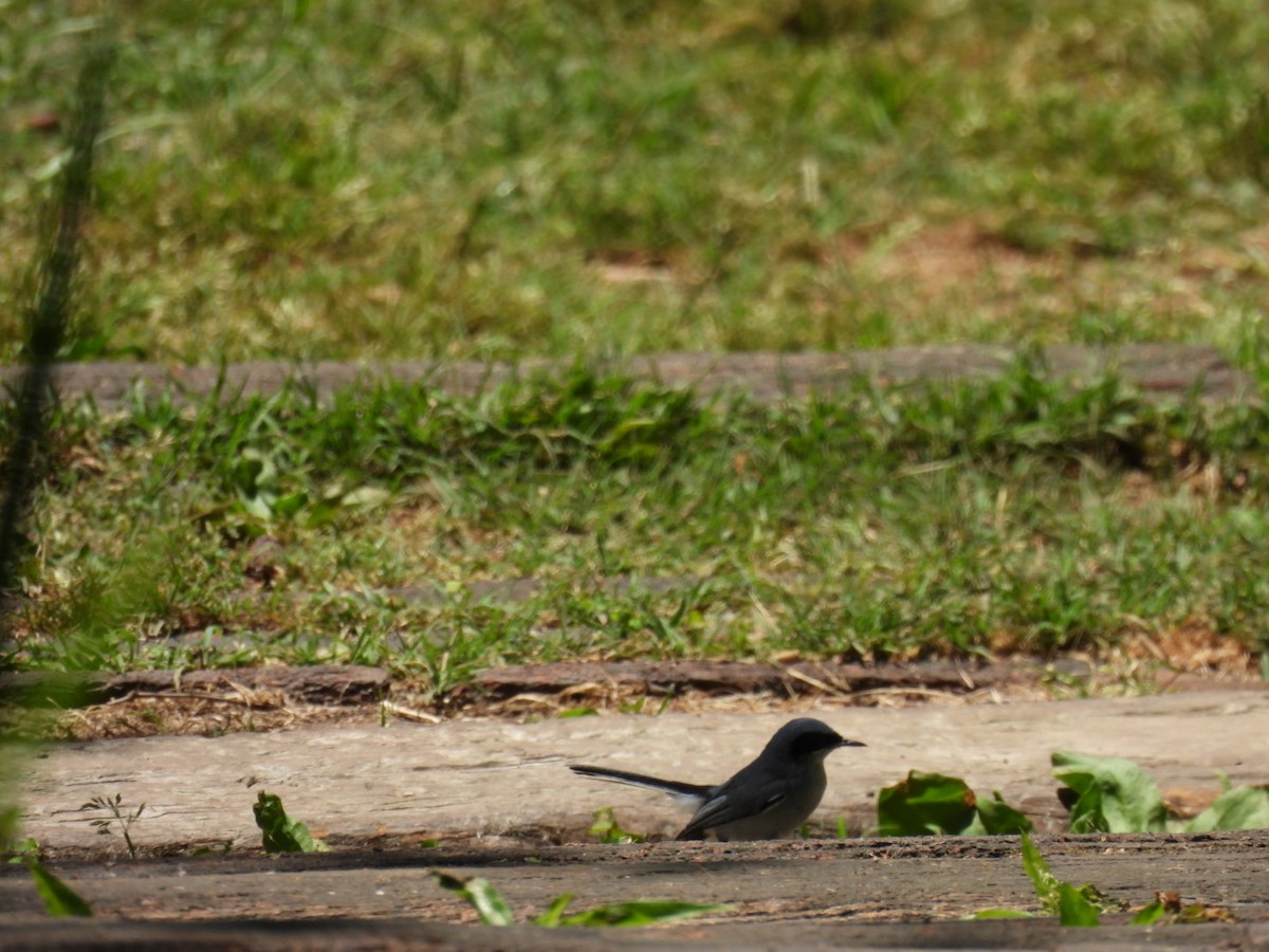 Masked Gnatcatcher - ML645270818