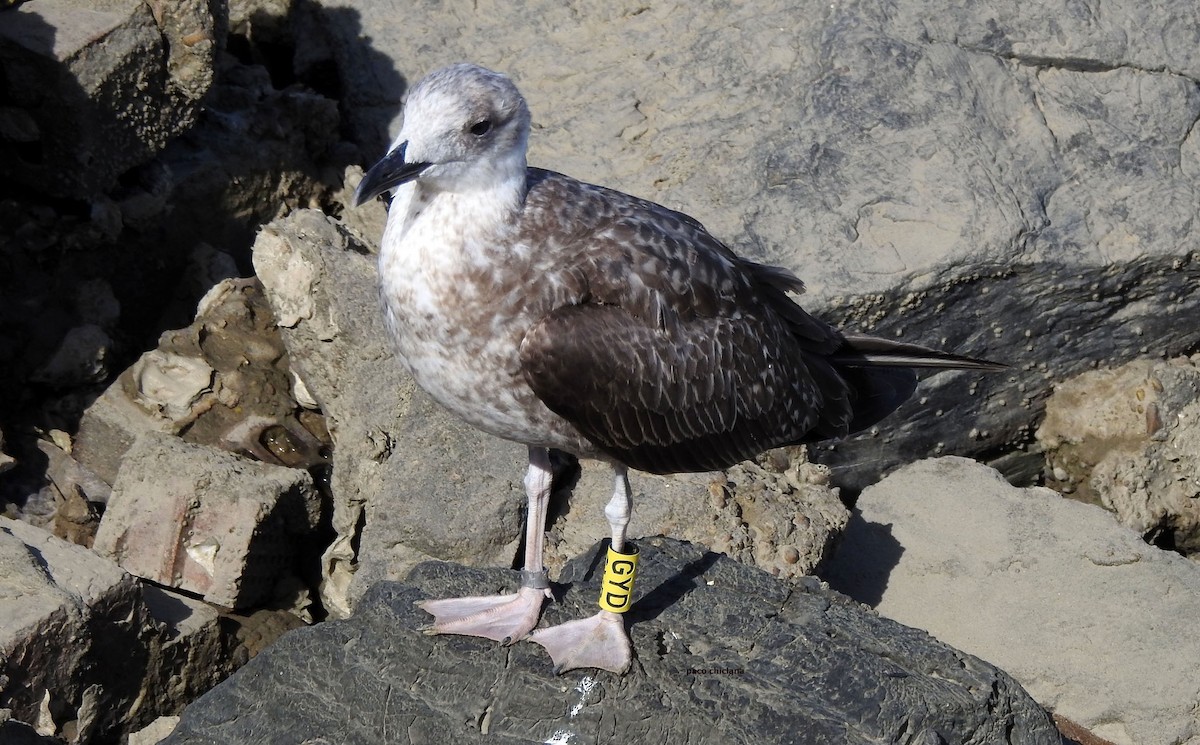 Yellow-legged Gull - ML645270832