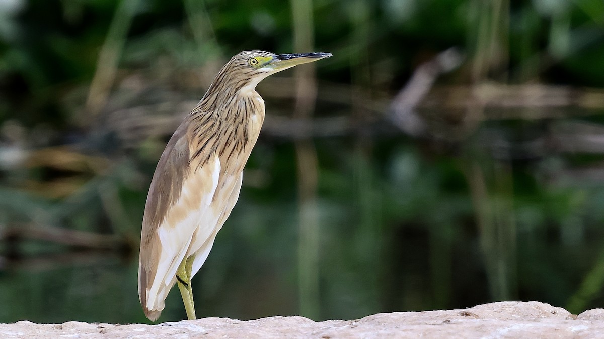 Squacco Heron - ML645270833