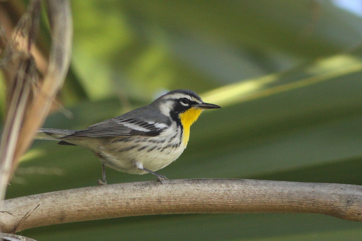 Goldkehl-Waldsänger - ML645270840