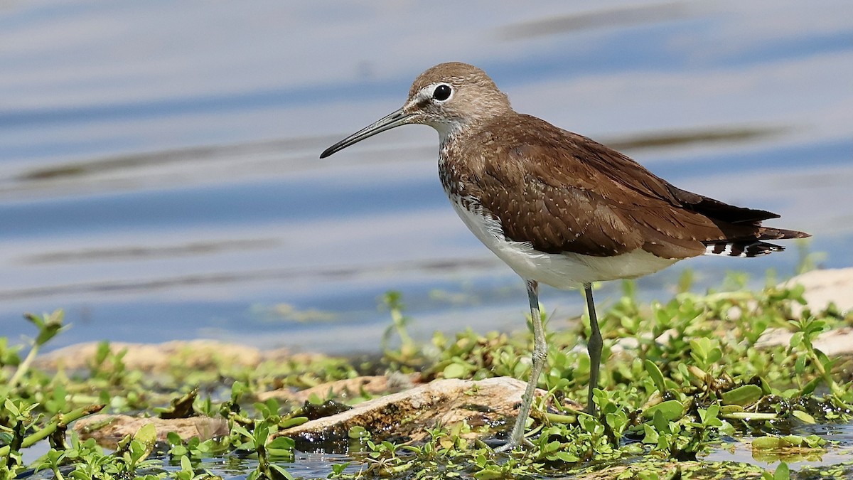 Green Sandpiper - ML645270868