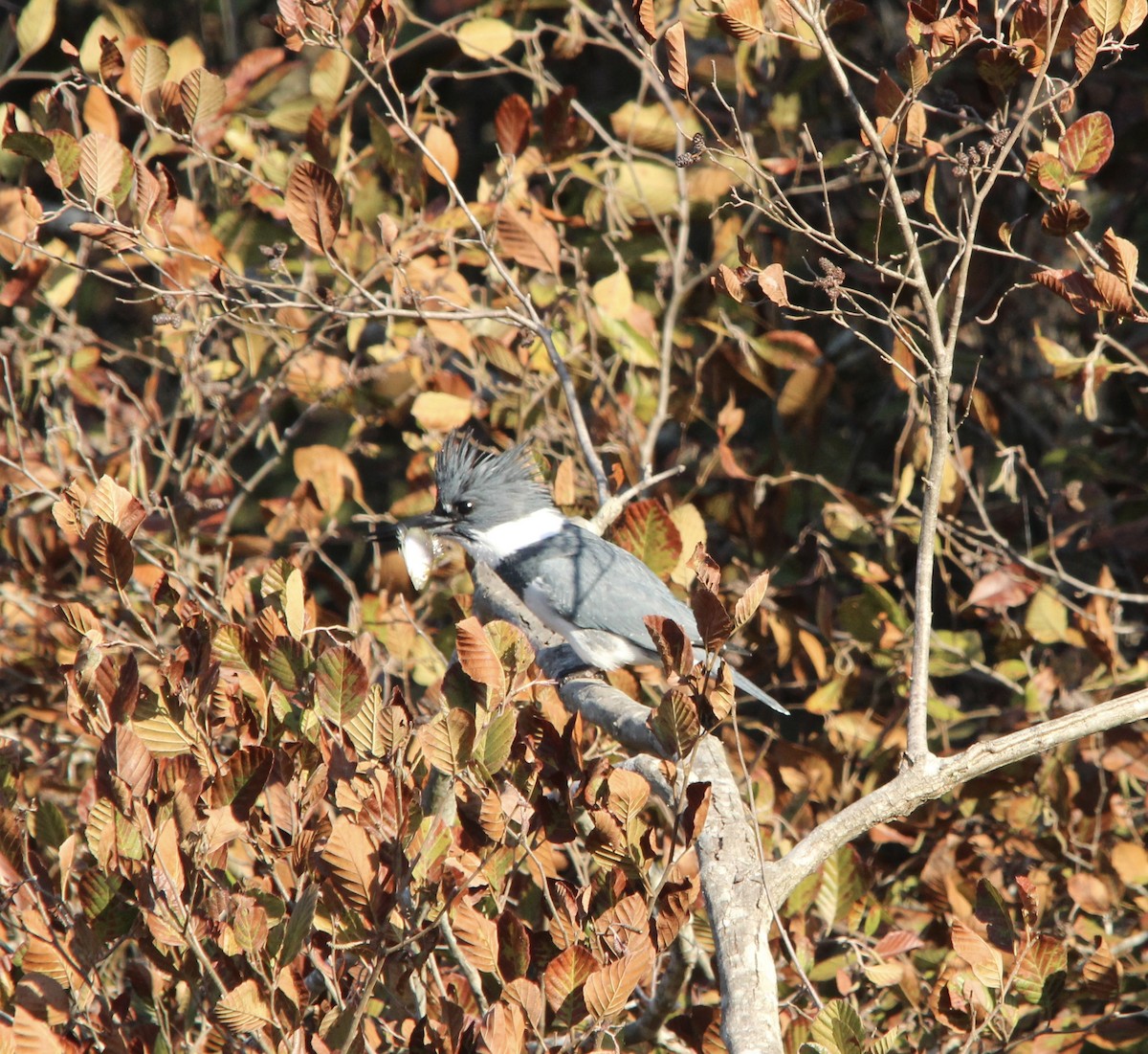 Martin handi iparramerikarra - ML645270870