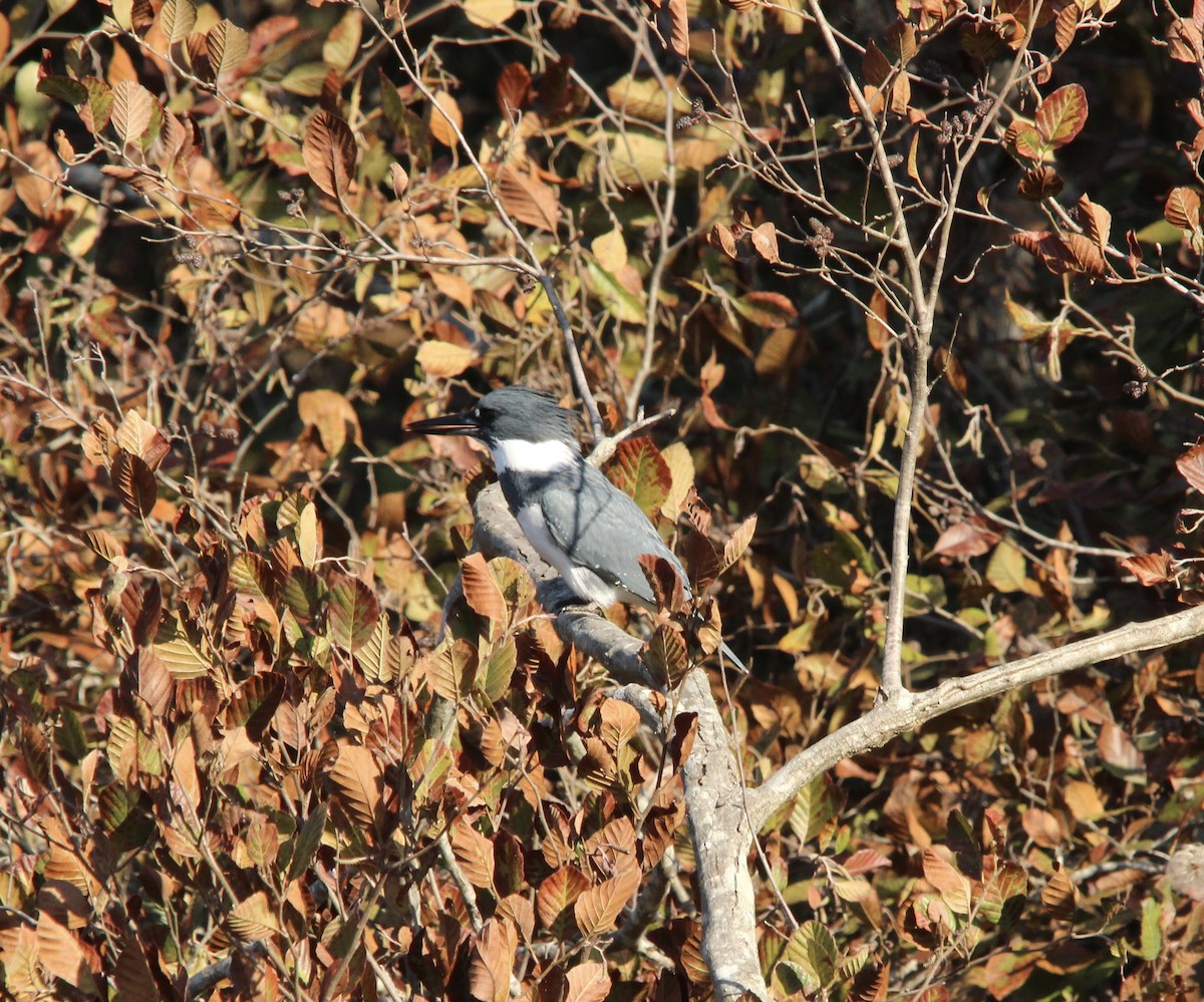 Martin handi iparramerikarra - ML645270871