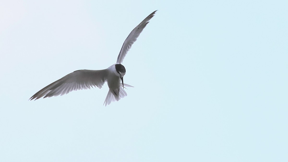 Little Tern - ML645270907