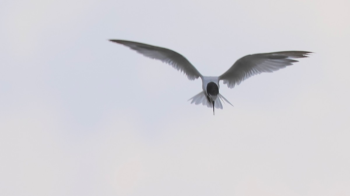Little Tern - ML645270908