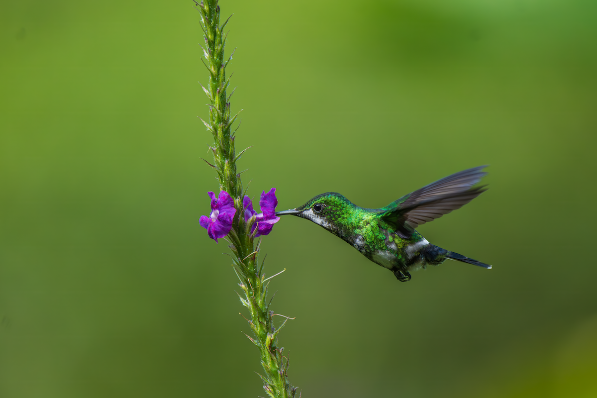 Green Thorntail - ML645270909