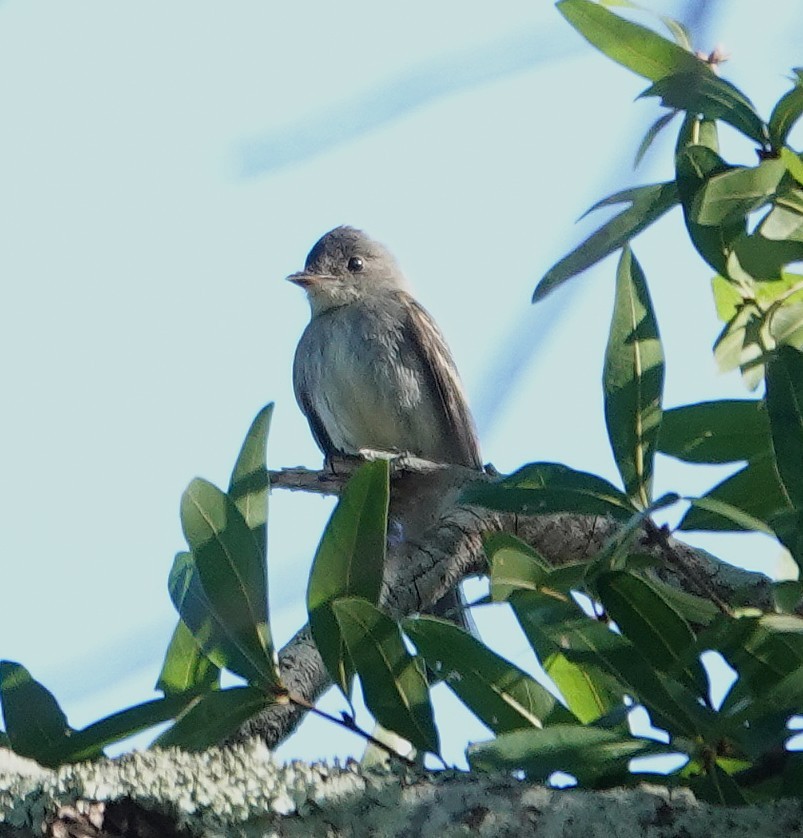 Eastern Wood-Pewee - ML645270926