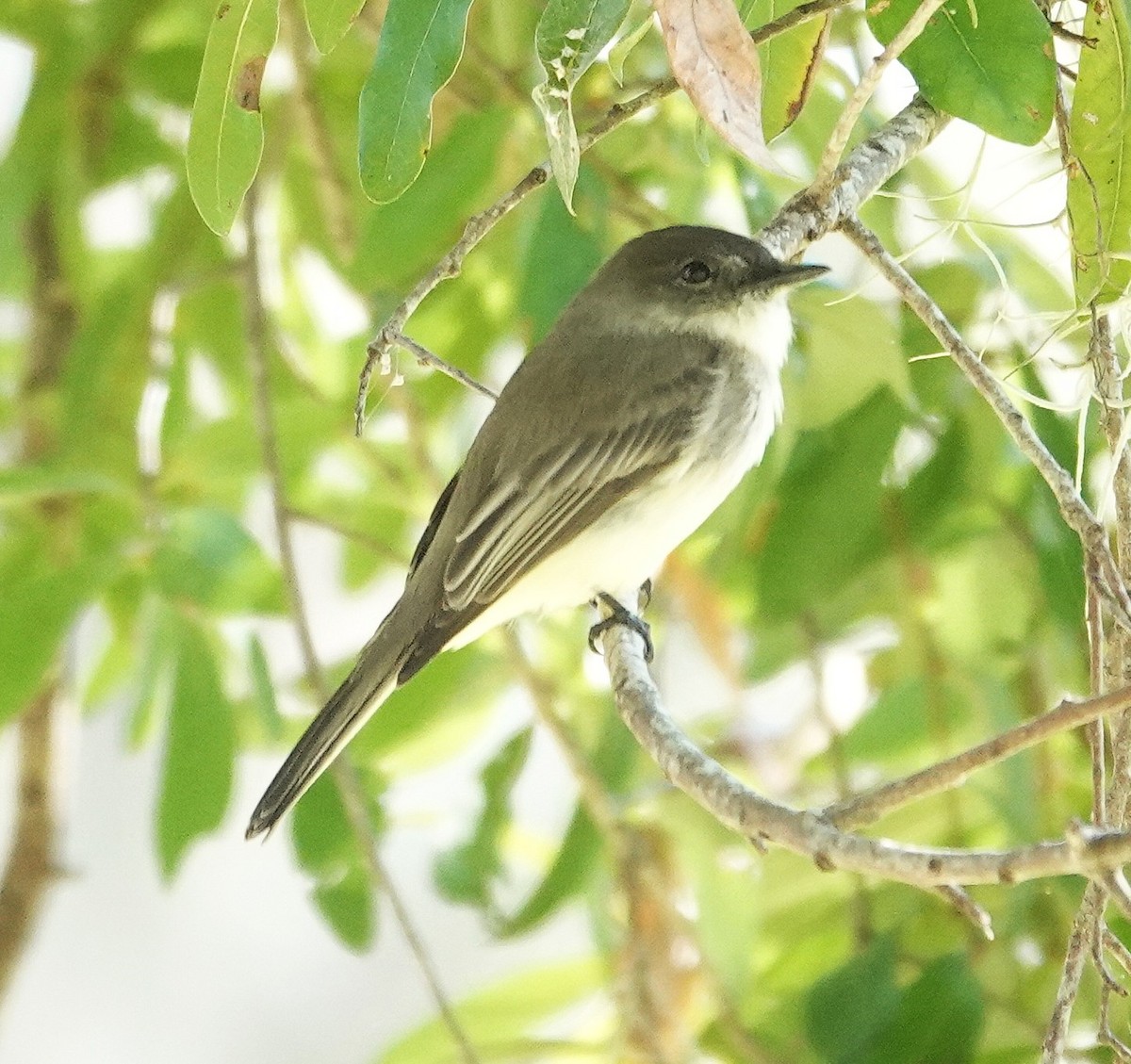 Eastern Phoebe - ML645270933