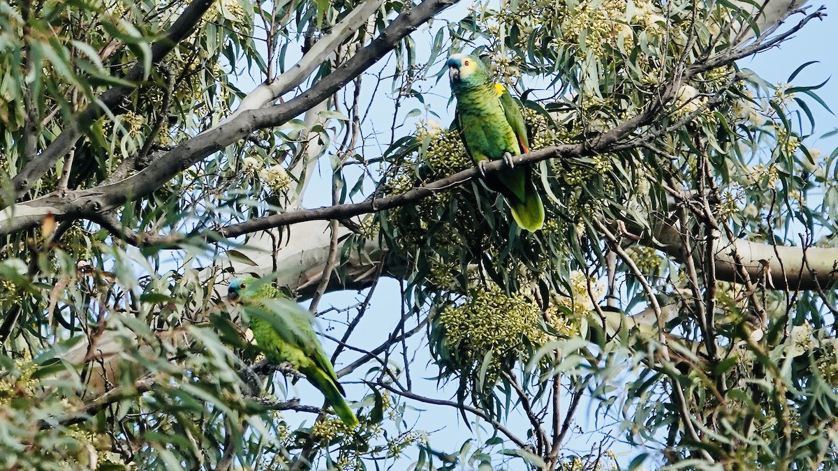 Turquoise-fronted Amazon - ML645270939