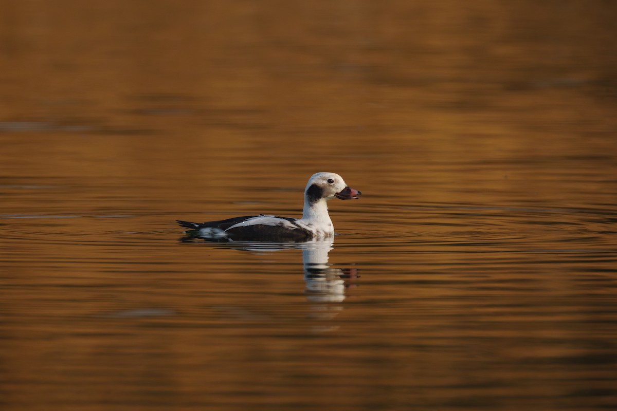 Long-tailed Duck - ML645270941