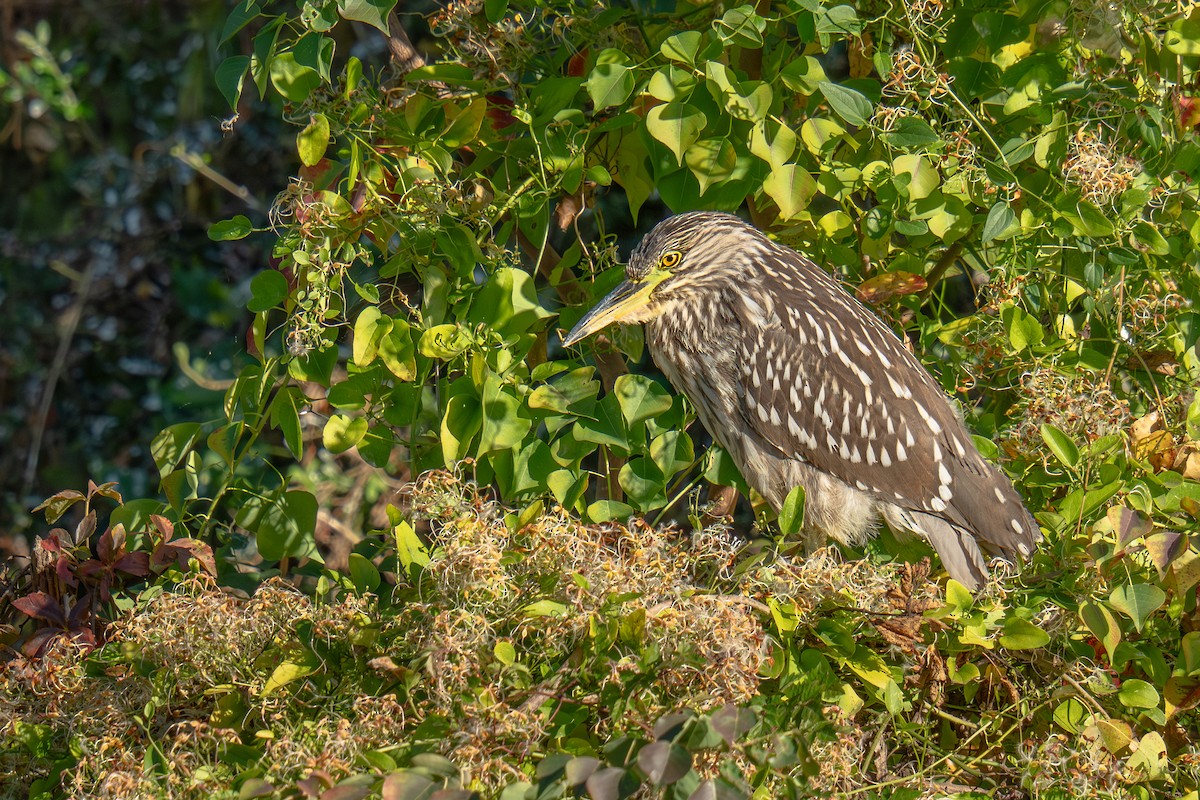 Black-crowned Night Heron - ML645270942
