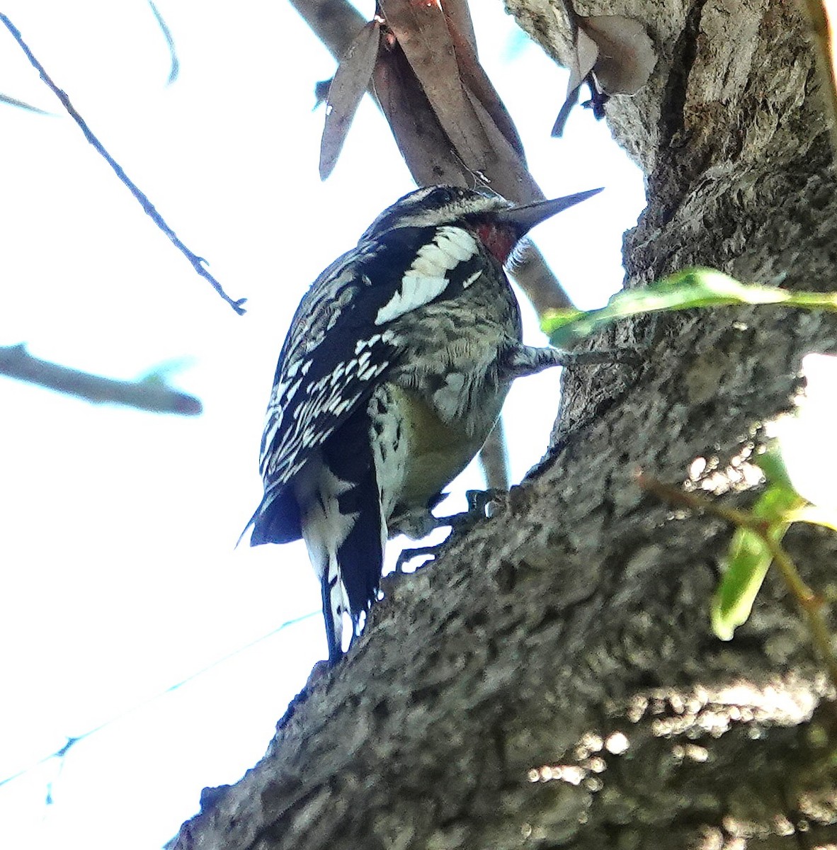 Yellow-bellied Sapsucker - ML645270945