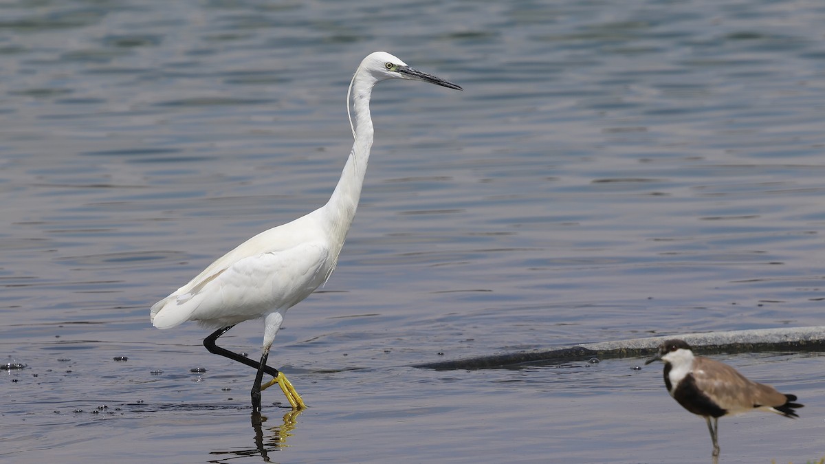 Seidenreiher - ML645270952