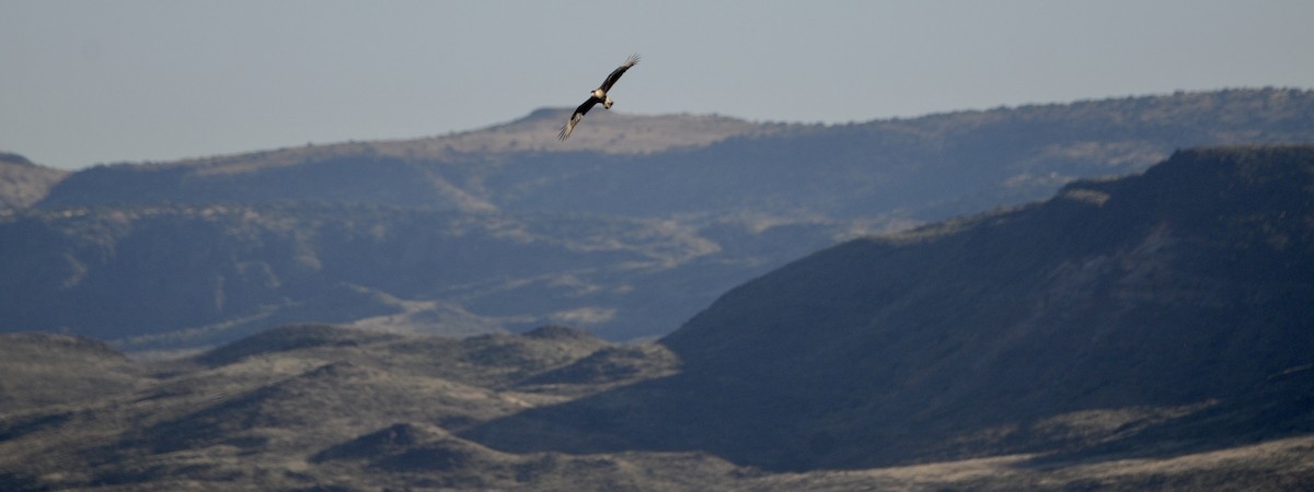 Crested Caracara - ML645270955