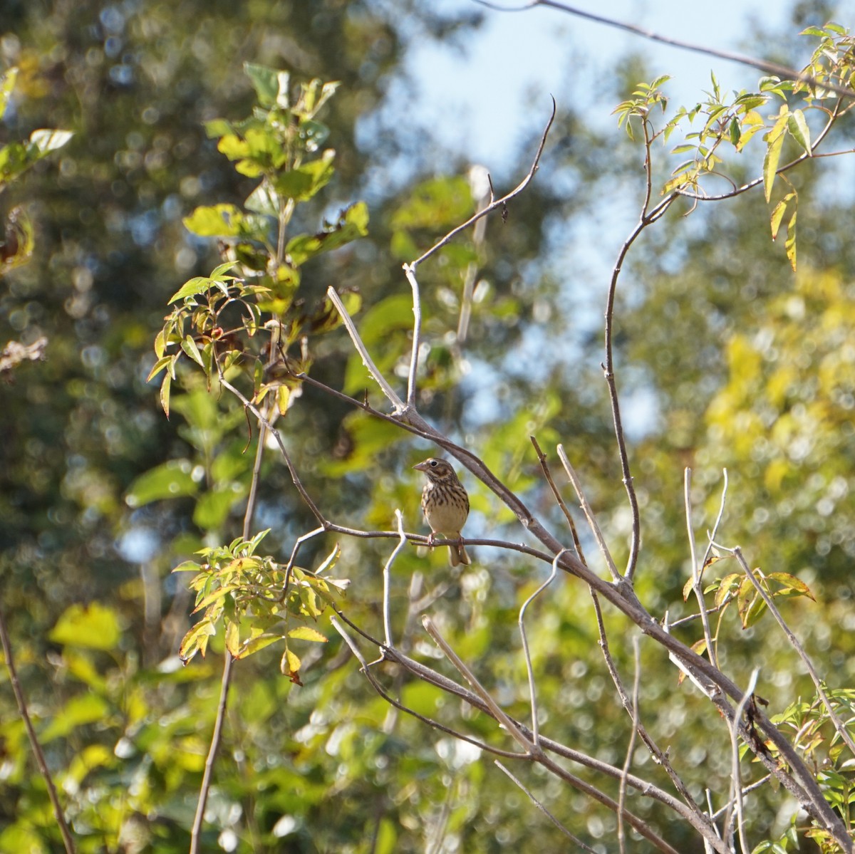 Vesper Sparrow - ML645270962