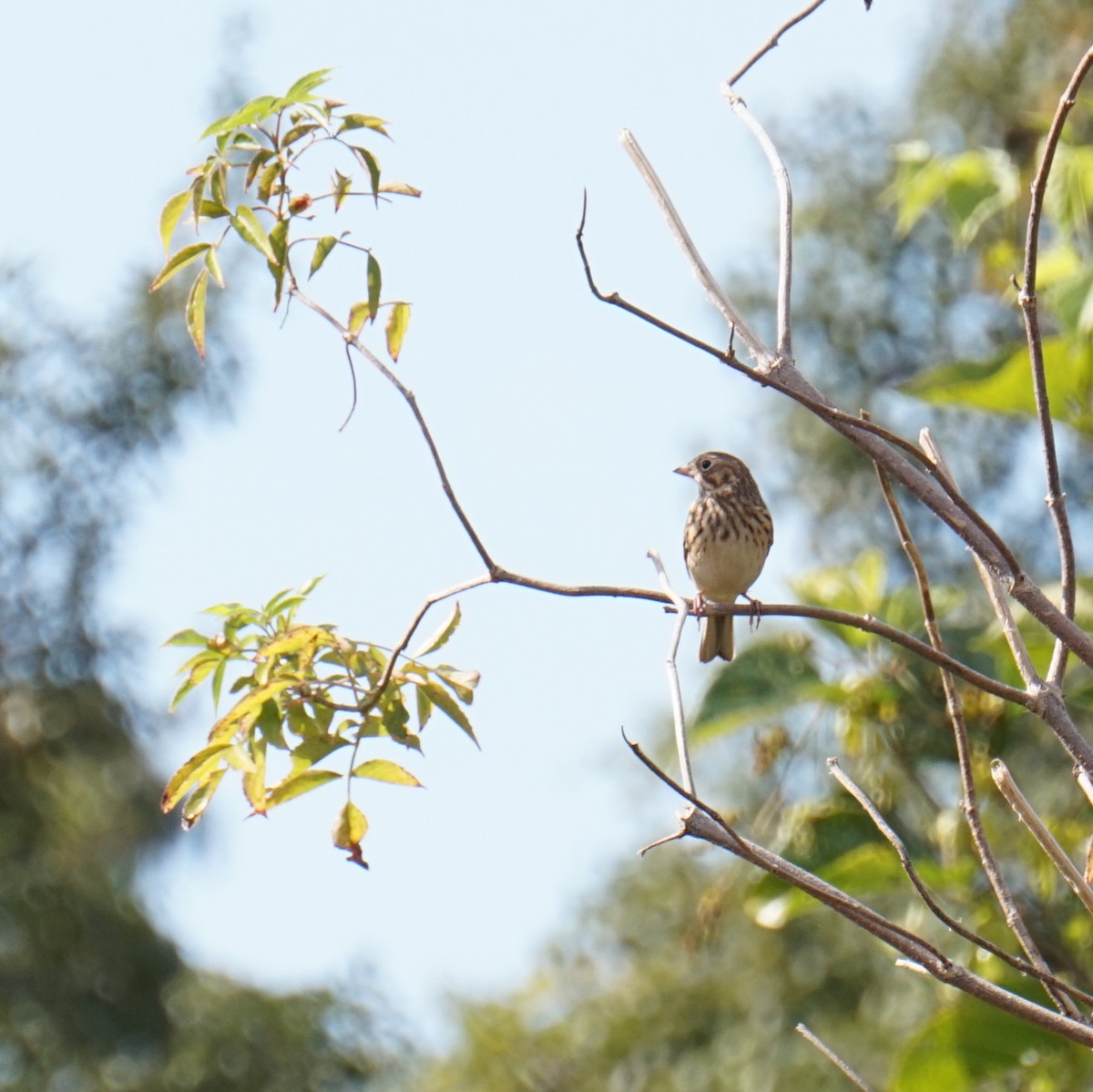 Vesper Sparrow - ML645270963