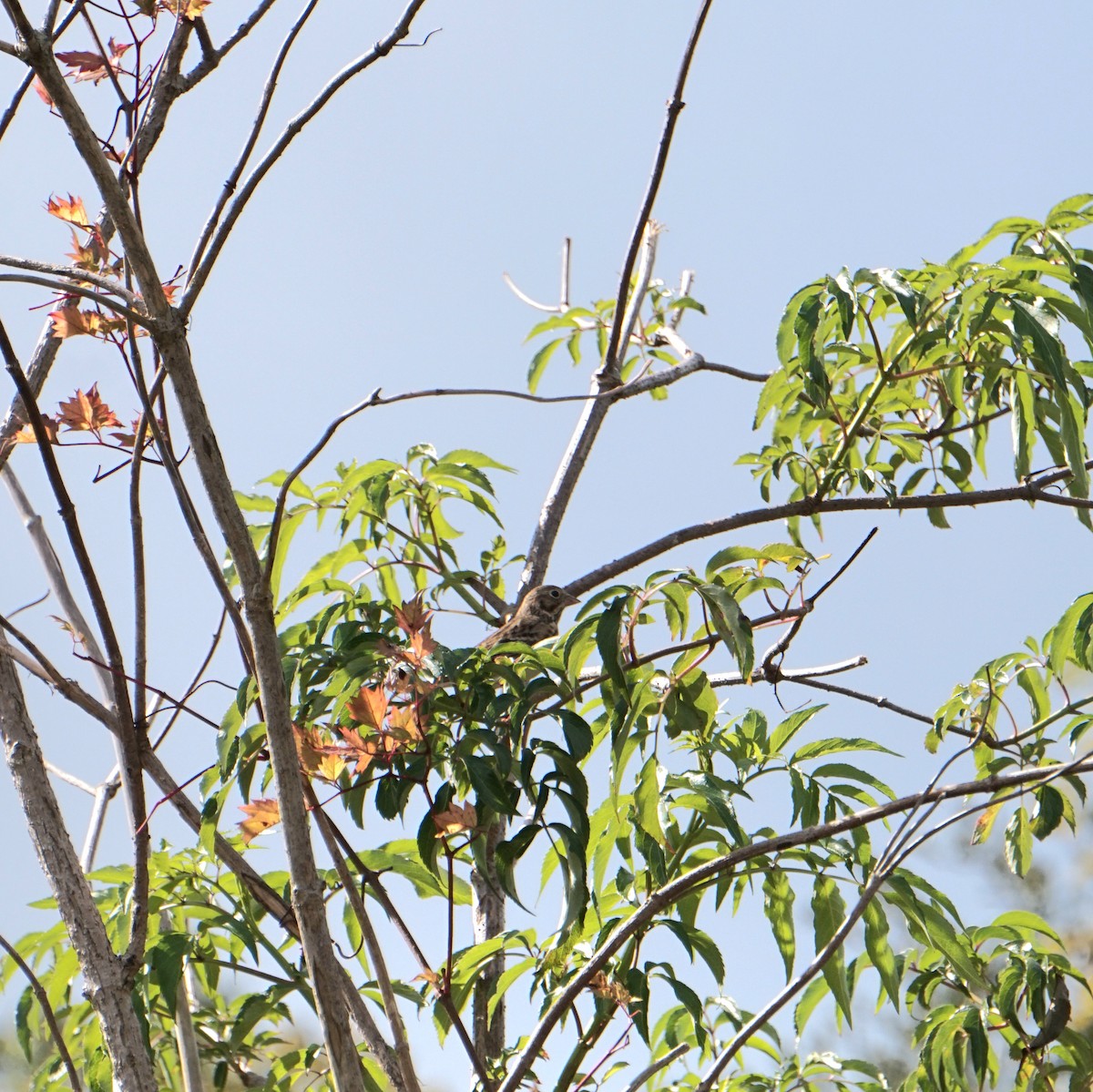 Vesper Sparrow - ML645270964