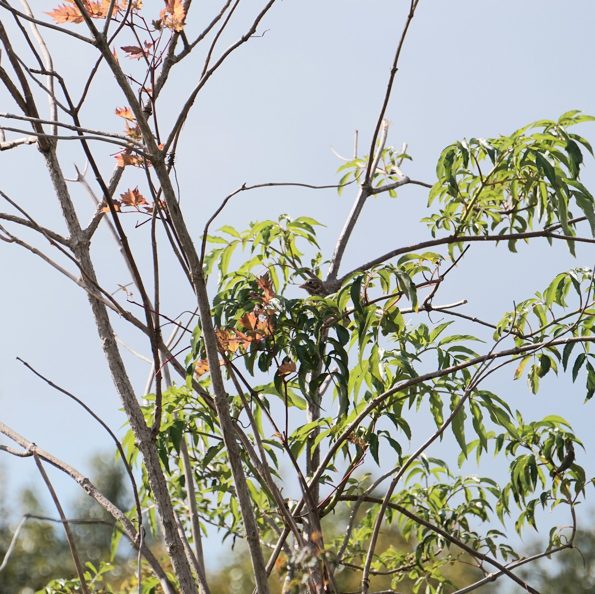 Vesper Sparrow - ML645270965