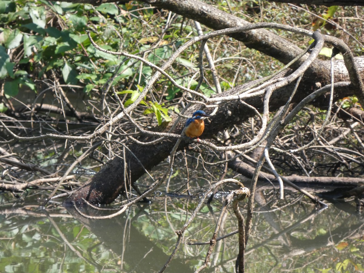 Common Kingfisher - ML645270988