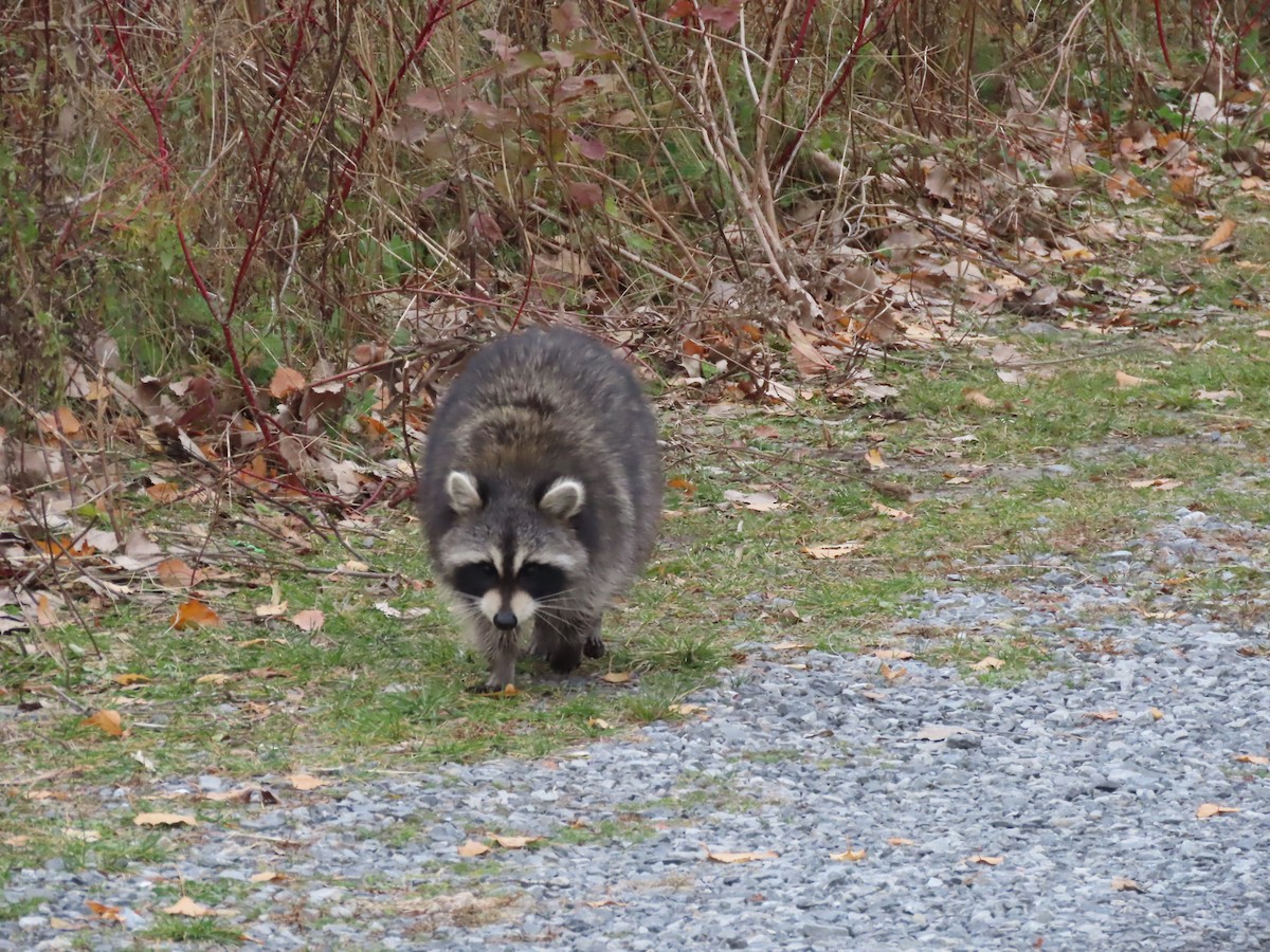 Common Raccoon - ML645270992