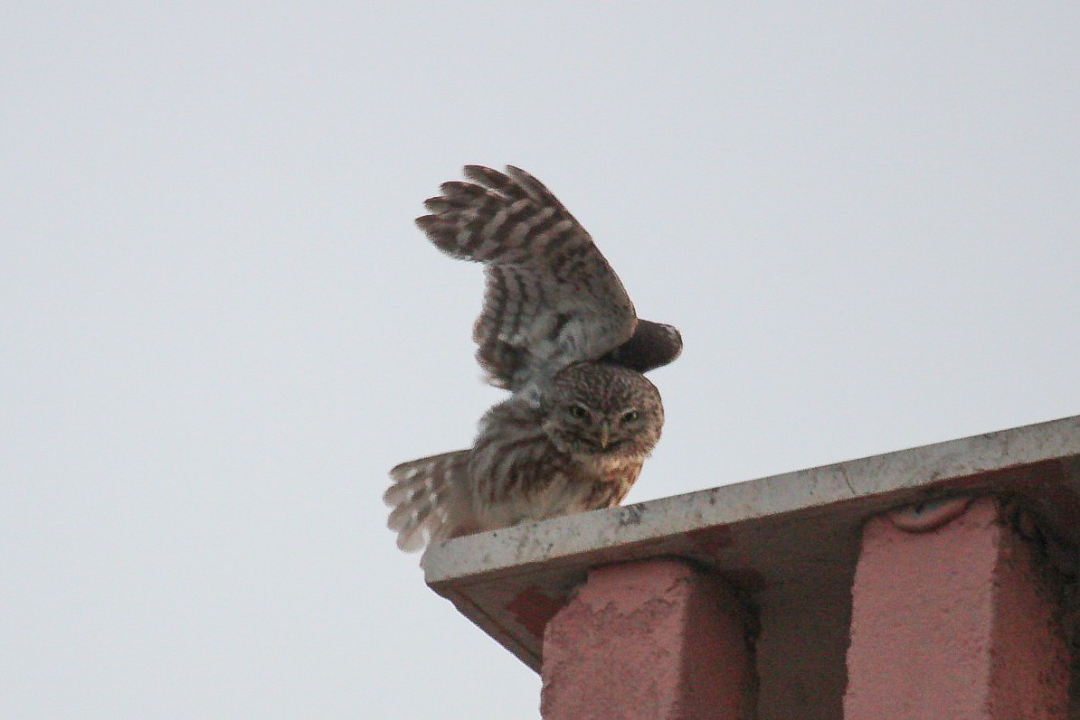 Little Owl - ML645270997