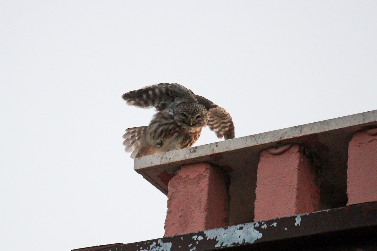 Little Owl - ML645270998