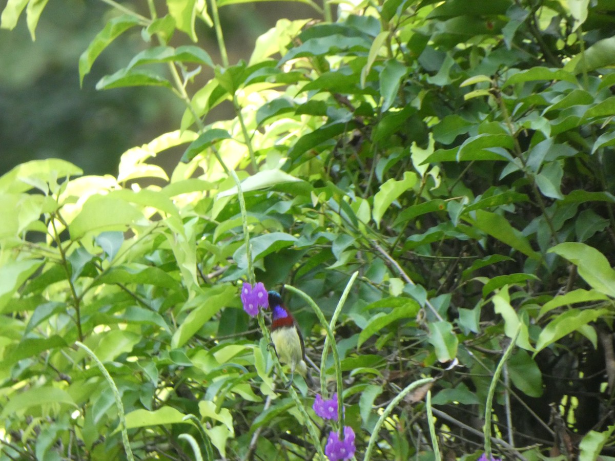 Crimson-backed Sunbird - ML645271011