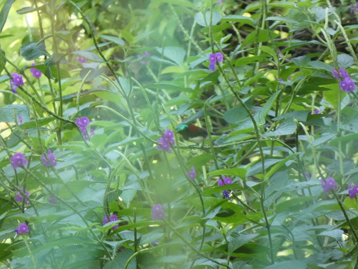 Crimson-backed Sunbird - ML645271012