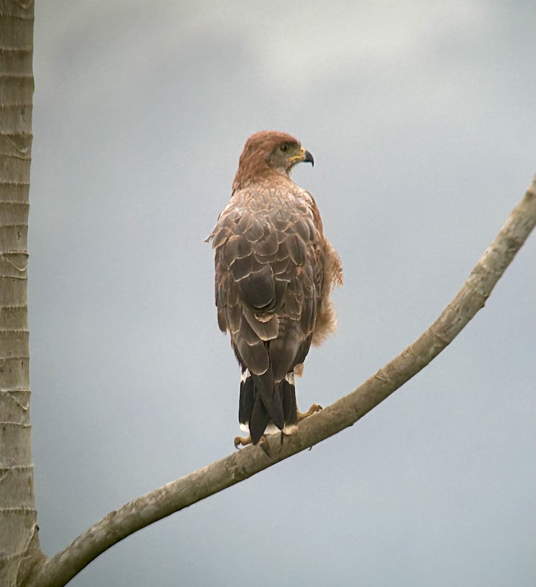 Savanna Hawk - ML645271048