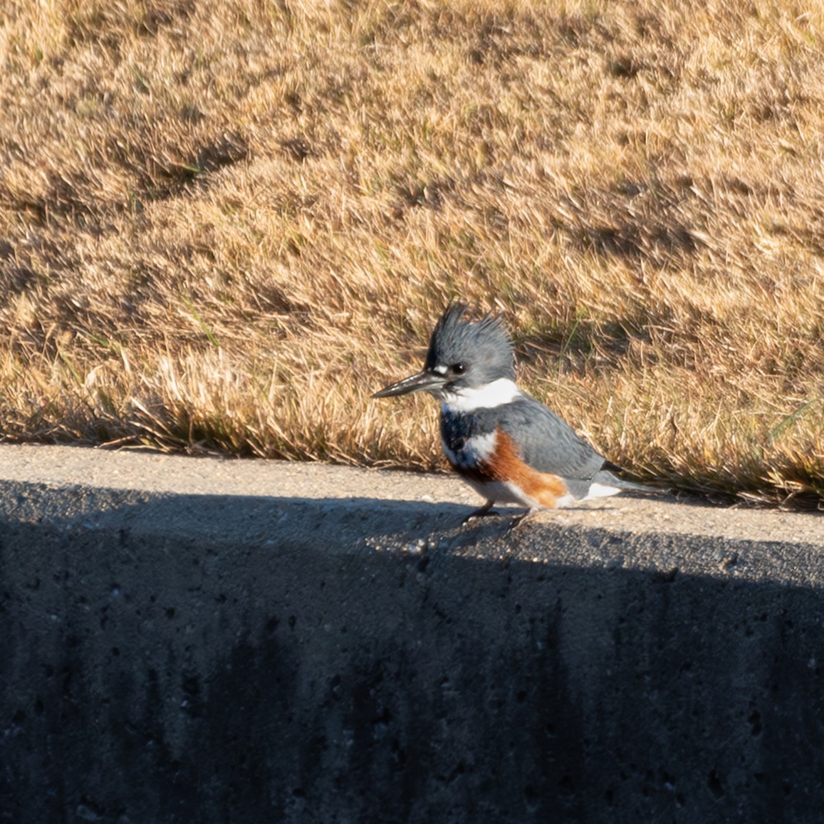 Martin handi iparramerikarra - ML645271054