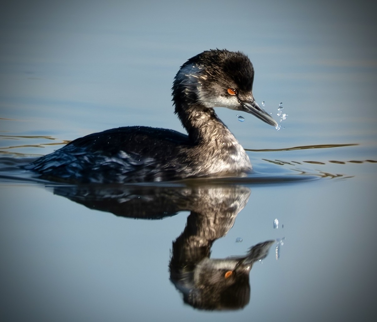 Grèbe à cou noir - ML645271064