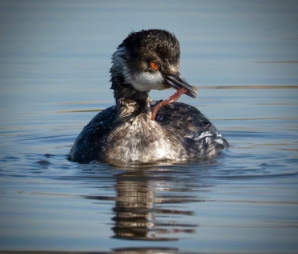Grèbe à cou noir - ML645271065