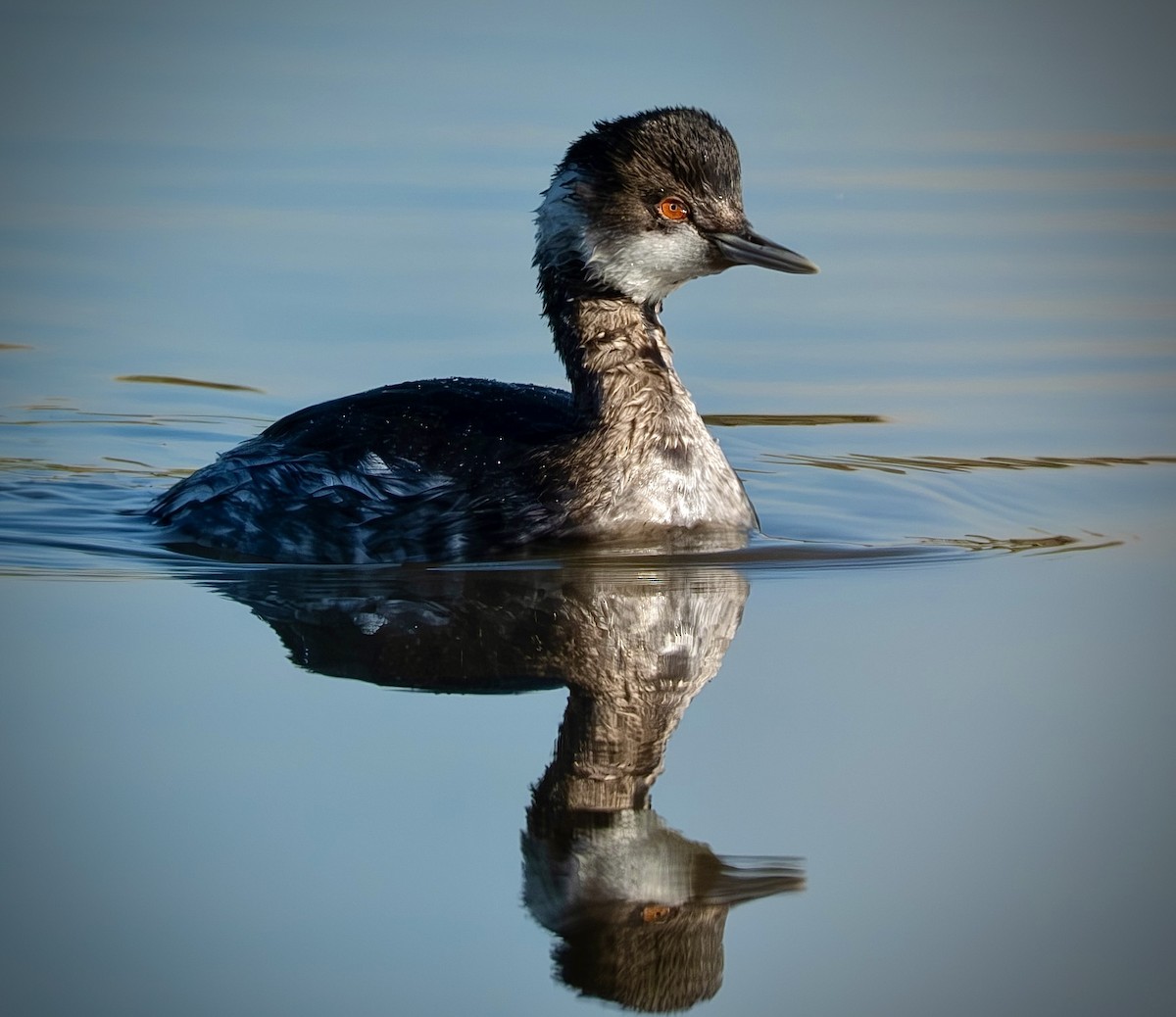 Grèbe à cou noir - ML645271066