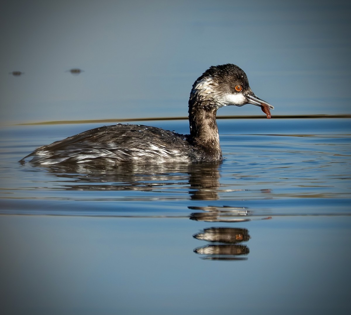 Grèbe à cou noir - ML645271067