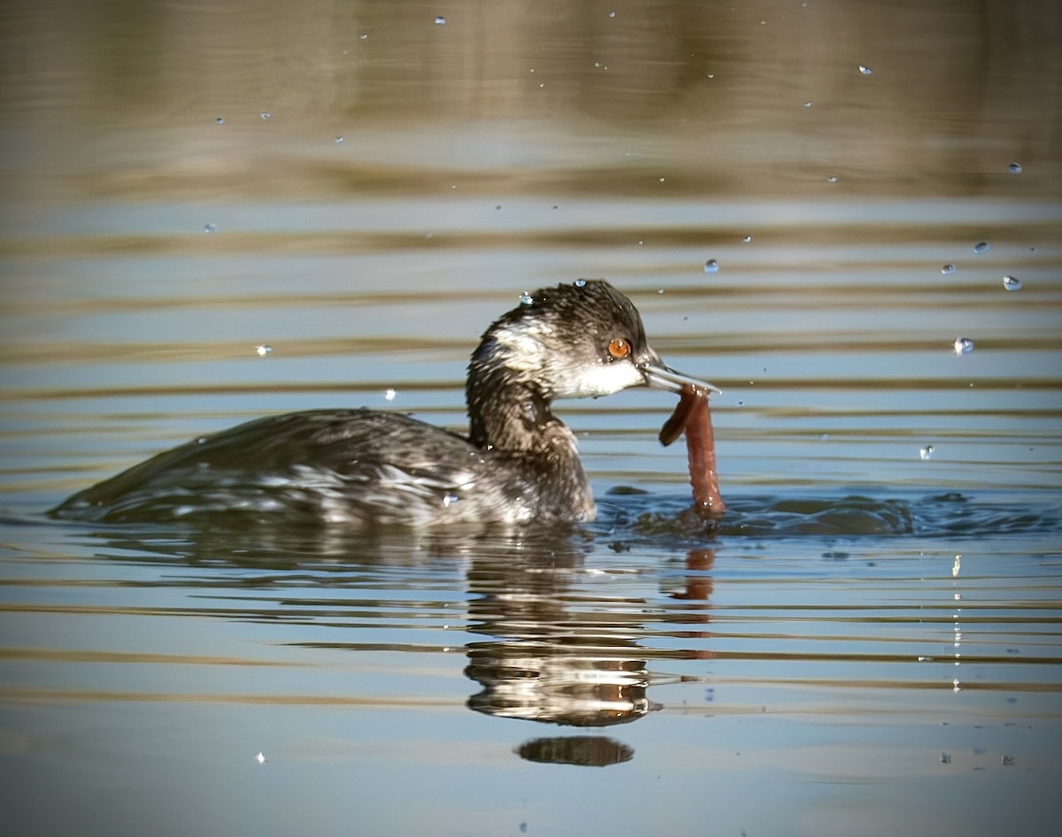 Grèbe à cou noir - ML645271068