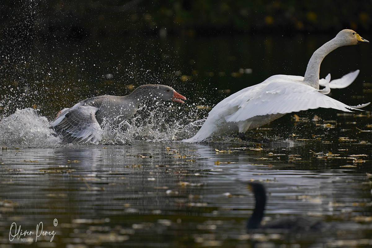 Whooper Swan - ML645271069