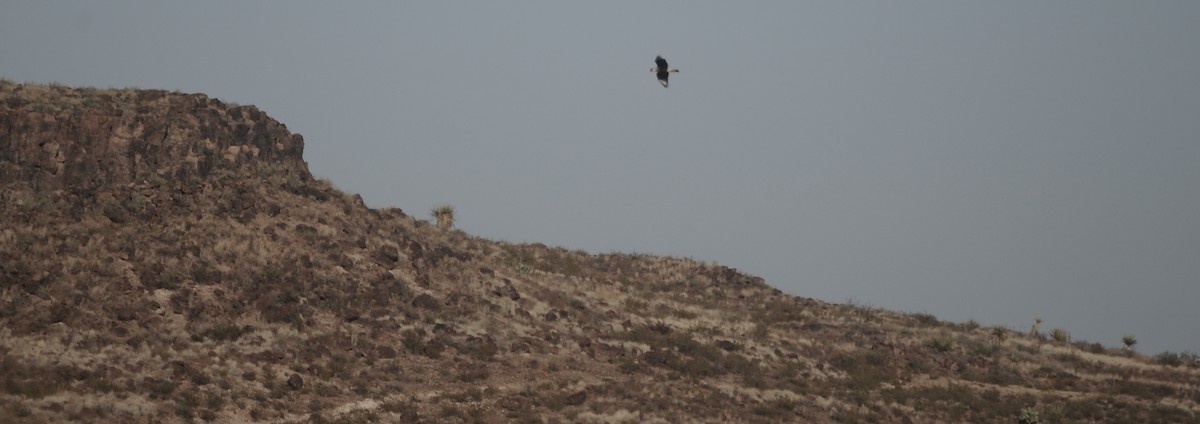 Crested Caracara - ML645271072