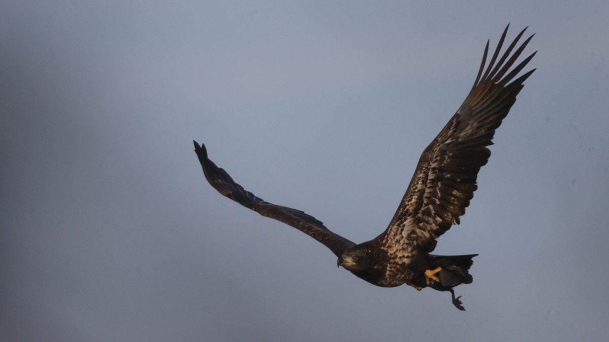 Орлан білоголовий - ML645271076