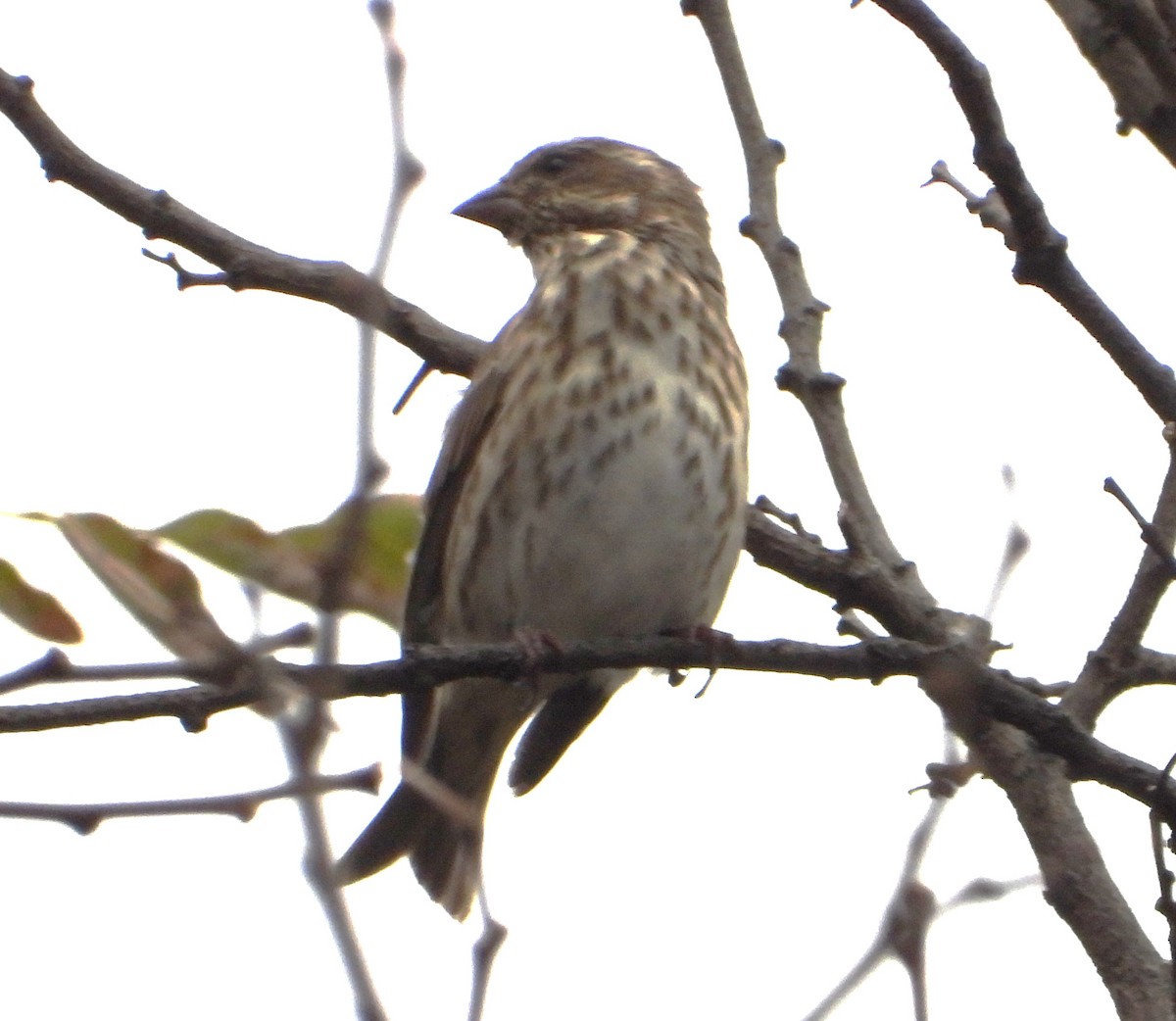 Purple Finch (Eastern) - ML645271092