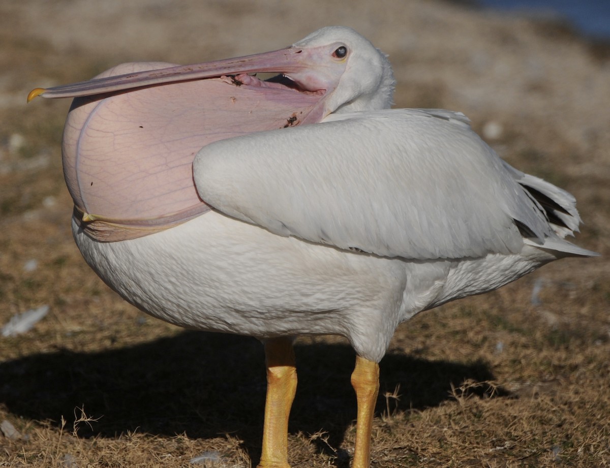 American White Pelican - ML645271106