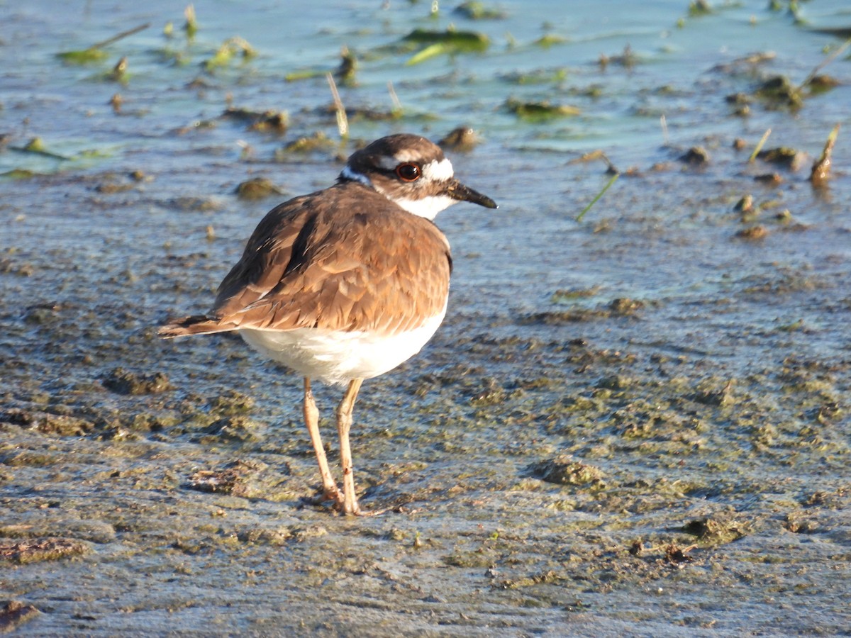 Killdeer - ML645271111