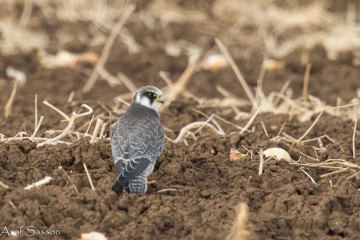 Red-footed Falcon - ML645271121