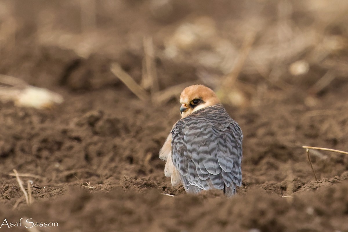 Red-footed Falcon - ML645271122