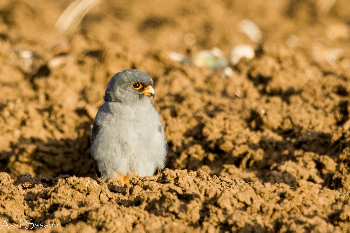 Red-footed Falcon - ML645271123