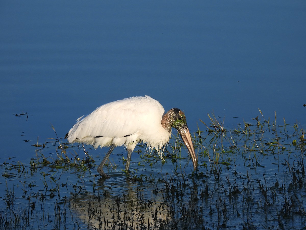 Wood Stork - ML645271124