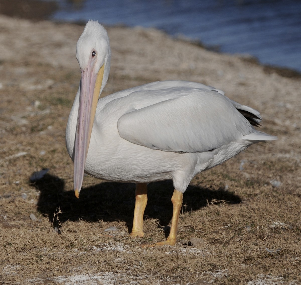 American White Pelican - ML645271128